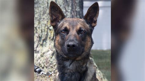 A 4-year-old police dog named Yoda detained fugitive Danilo Cavalcante, bringing an end to the exhaustive, nearly 2 week-long manhunt